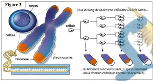 Nature de l’information génétique